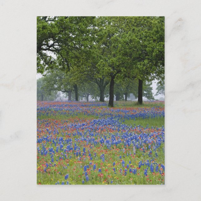 Texas, Texas Hill Country, Texas Paintbrush and Postcard (Front)