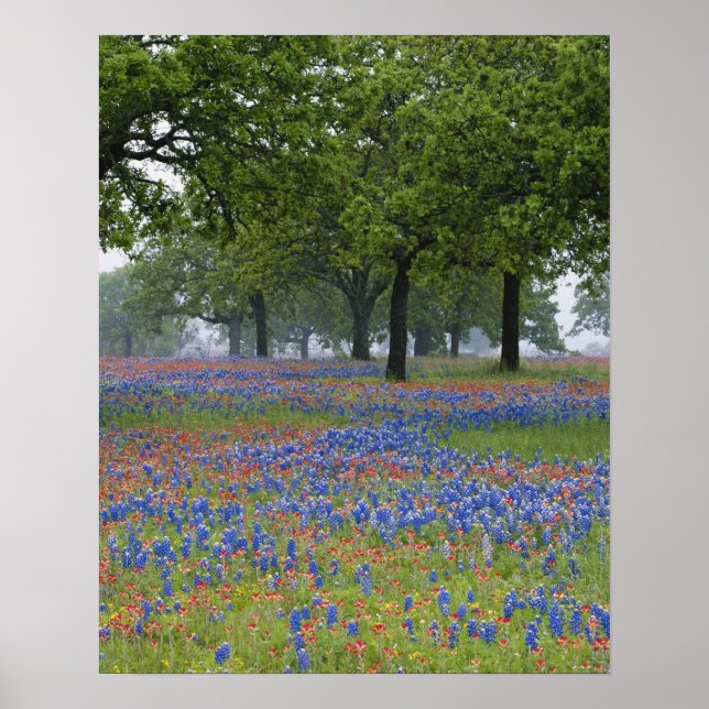 Texas, Texas Hill Country, Texas Paintbrush and Poster (Front)