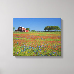 Texas, Texas Hill Country, Texas paintbrush Canvas Print