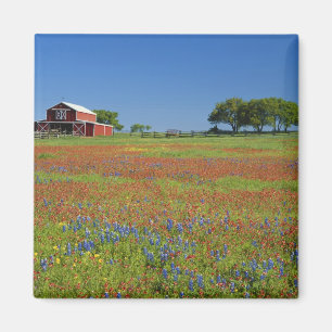 Texas, Texas Hill Country, Texas paintbrush Magnet