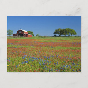 Texas, Texas Hill Country, Texas paintbrush Postcard