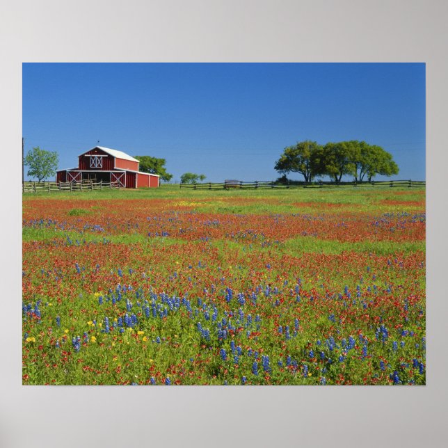 Texas, Texas Hill Country, Texas paintbrush Poster (Front)