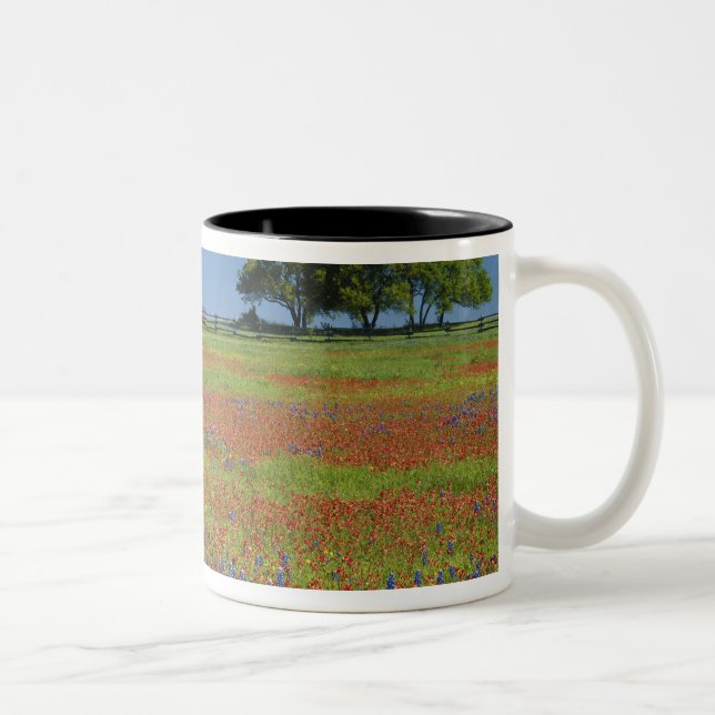 Texas, Texas Hill Country, Texas paintbrush Two-Tone Coffee Mug (Right)