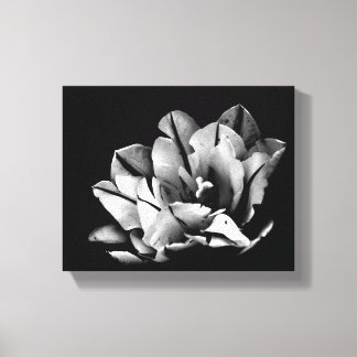 Texas Tulips Canvas Print