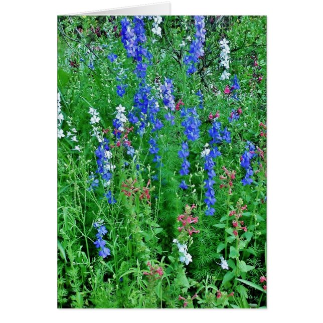 Texas Wild Flowers (Front)