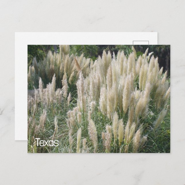 Texas Wild Flowers Postcard (Front/Back)
