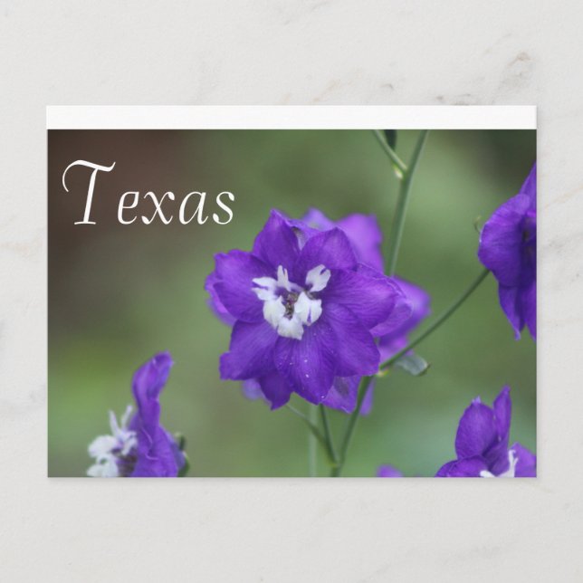 Texas Wildflower Postcard-Purple Wildflower Postcard (Front)