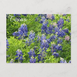 Texas Wildflower Postcard-Texas Bluebonnets Postcard