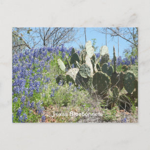Texas Wildflowers & Cactus Postcard Souvenir