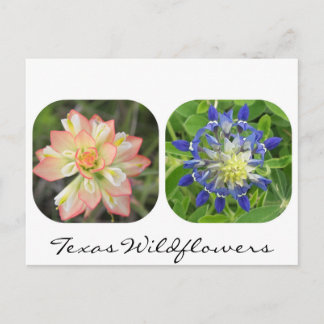 Texas Wildflowers Postcard