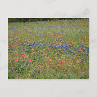 Texas Wildflowers Postcard