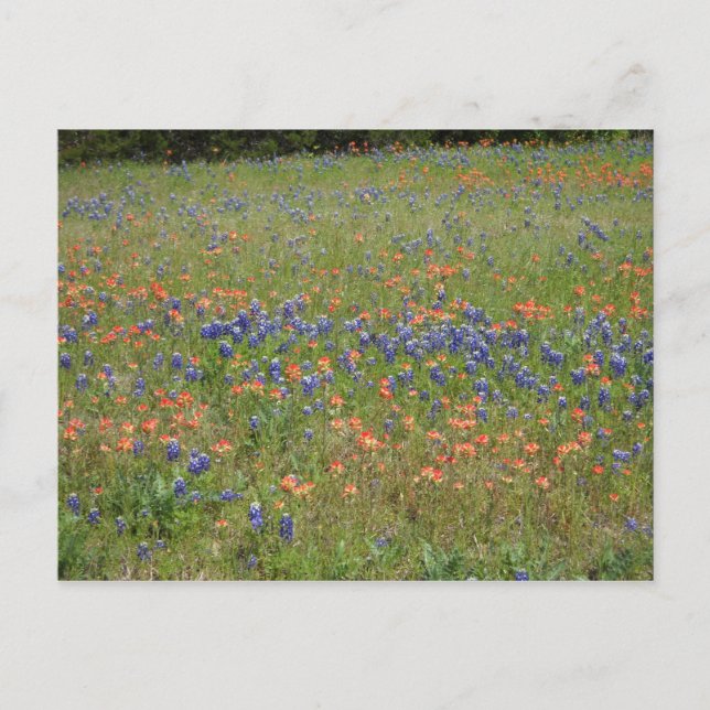 Texas Wildflowers Postcard (Front)