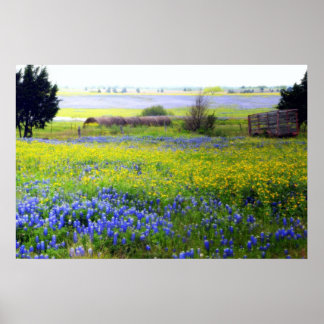 Texas Wildflowers Poster