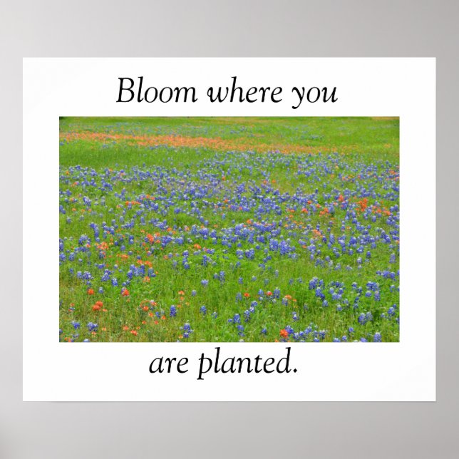Texas Wildflowers Poster (Front)