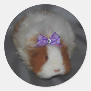 Texel Guinea Pig with bow Classic Round Sticker
