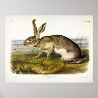 Texian Hare, Black-tailed Jack Rabbit by Audubon