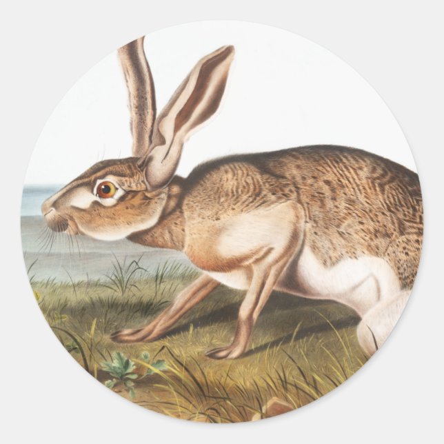 Texian Hare (Lepus Texianus) Rabbit Illustration Classic Round Sticker (Front)