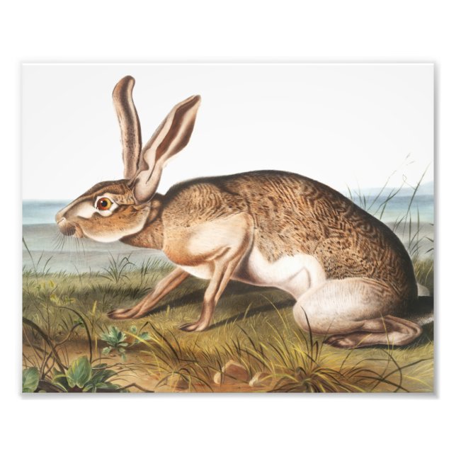 Texian Hare (Lepus Texianus) Rabbit Illustration Photo Print (Front)