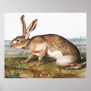 Texian Hare (Lepus Texianus) Rabbit Illustration Poster