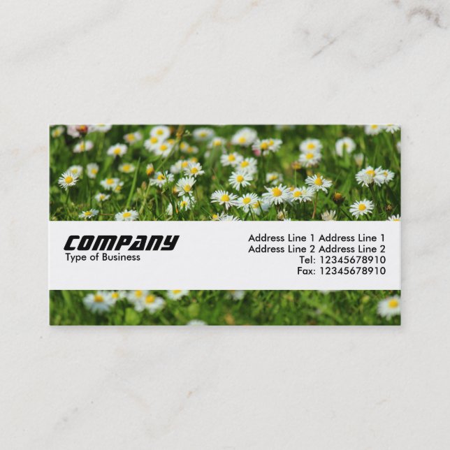 Texture Band - Daisy Meadow Business Card (Front)