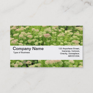 Texture Band V2 - Sedum (Autumn Joy) Business Card