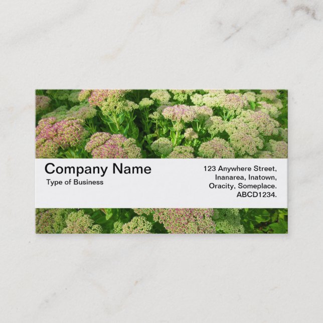 Texture Band V2 - Sedum "Autumn Joy" Business Card (Front)