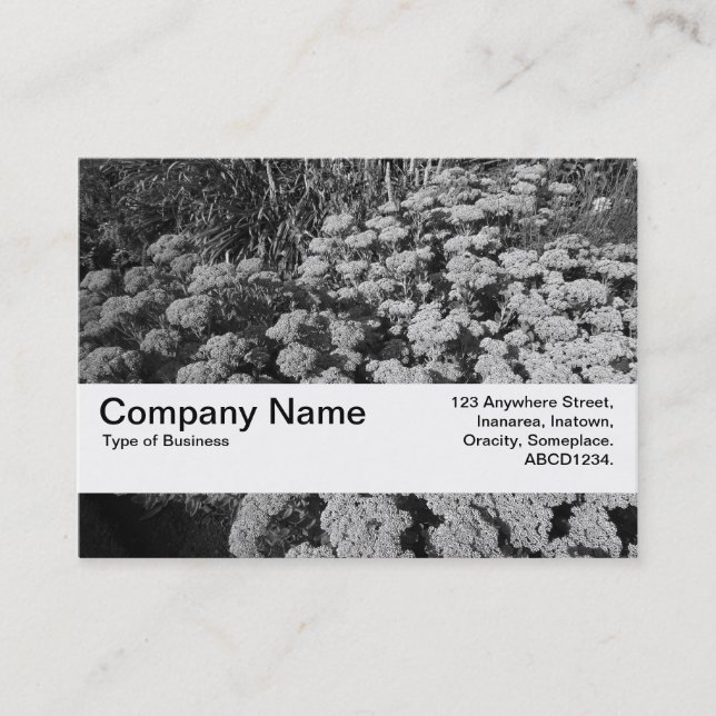 Texture Band V2 - Sedum "Autumn Joy" Business Card (Front)