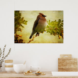 Textured Cedar Waxwing Poster Print