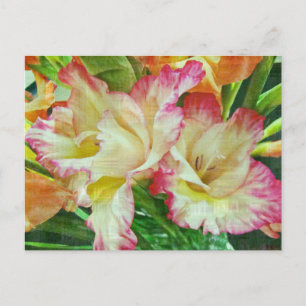 Textured Gladiola Postcard