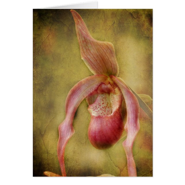 Textured Lady Slipper Orchid (Front)