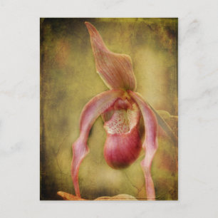 Textured Lady Slipper Orchid Postcard