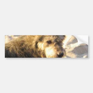Thai Beach Dog Bumper Sticker