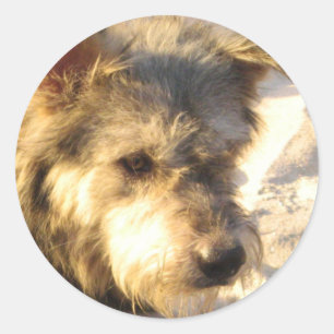 Thai Beach Dog Classic Round Sticker