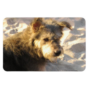 Thai Beach Dog Magnet