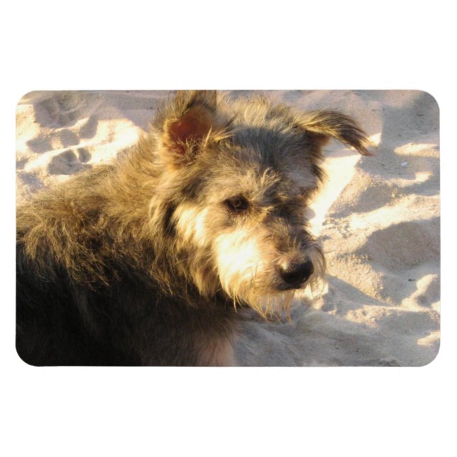Thai Beach Dog Magnet (Horizontal)