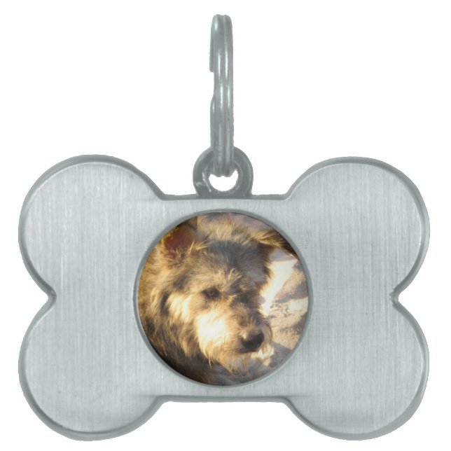Thai Beach Dog Pet ID Tag (Front)