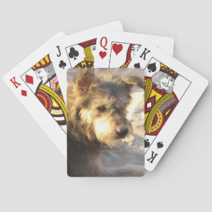 Thai Beach Dog Playing Cards