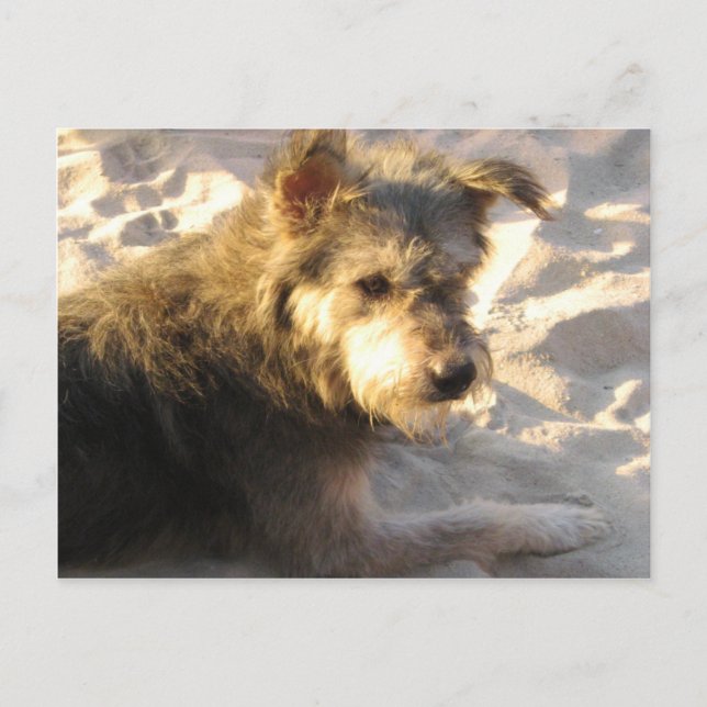 Thai Beach Dog Postcard (Front)
