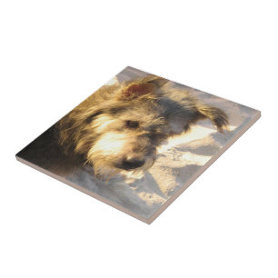 Thai Beach Dog Tile