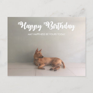 Thai Ridgeback Dog Happy Birthday Postcard