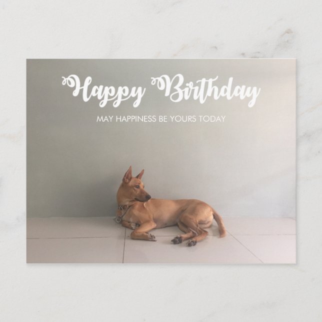 Thai Ridgeback Dog Happy Birthday Postcard (Front)