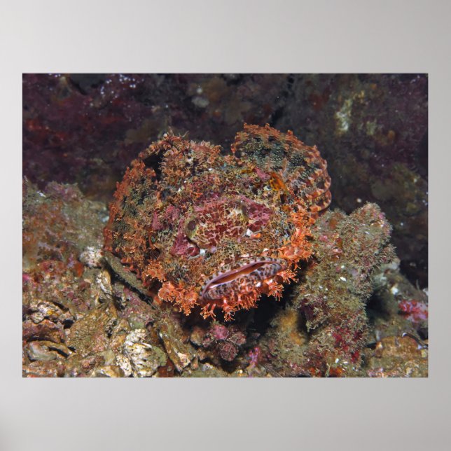 Thai Scorpionfish Portrait Poster (Front)