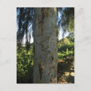 Thai Tree Graffiti Postcard