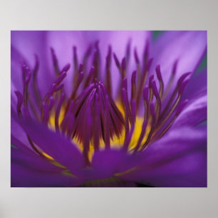 Thailand, Bangkok, Purple and yellow lotus 2 Poster
