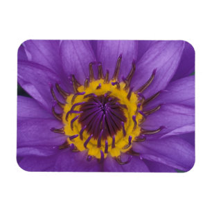 Thailand, Bangkok, Purple and yellow lotus Magnet