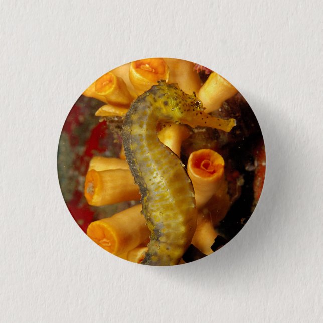 Thailand, Close-Up Seahorse 3 Cm Round Badge (Front)