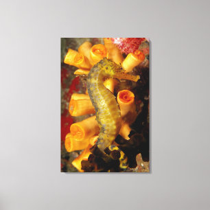 Thailand, Close-Up Seahorse Canvas Print