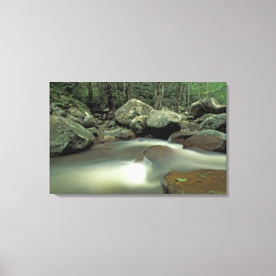 Thailand, Kohsamui Island, Rainforest landscape. Canvas Print