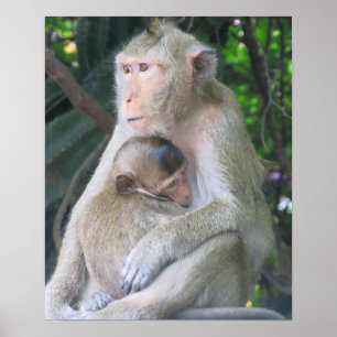 Thailand Monkey Mother and Child Hug Poster