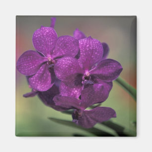 Thailand, Northern Thailand, near Chang Mai, Mae Magnet